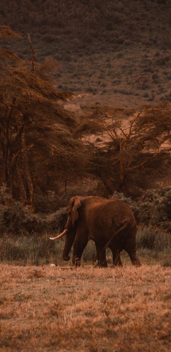 Ngorongoro Crater, Tanzania, male elephant Wallpaper 1440x2960