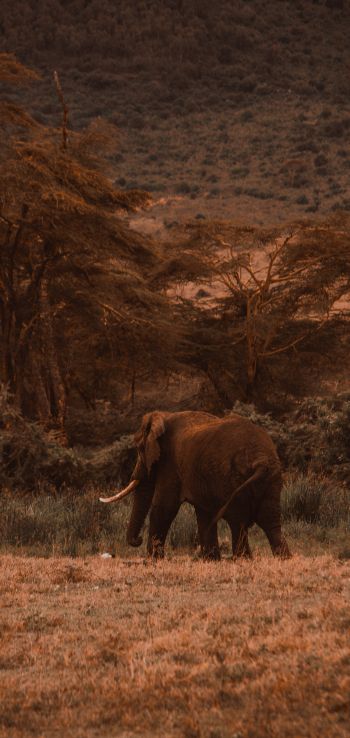 Ngorongoro Crater, Tanzania, male elephant Wallpaper 1440x3040