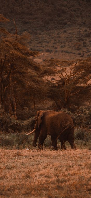 Обои 1125x2436 Кратер Нгоронгоро, Танзания, самец слона