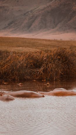 Ngorongoro Crater, Tanzania, behemoths Wallpaper 640x1136