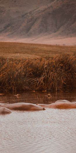 Ngorongoro Crater, Tanzania, behemoths Wallpaper 720x1440