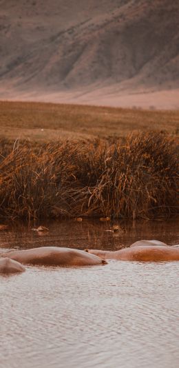 Ngorongoro Crater, Tanzania, behemoths Wallpaper 1440x2960