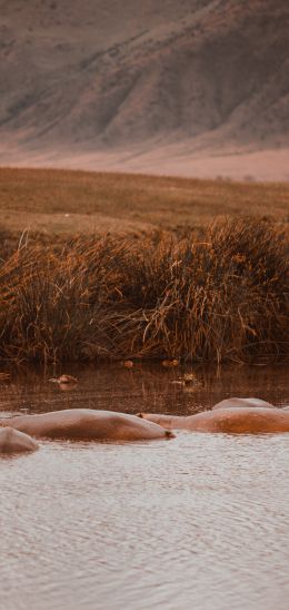 Ngorongoro Crater, Tanzania, behemoths Wallpaper 1080x2280