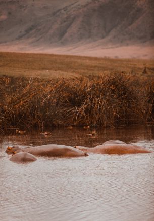 Ngorongoro Crater, Tanzania, behemoths Wallpaper 1668x2388