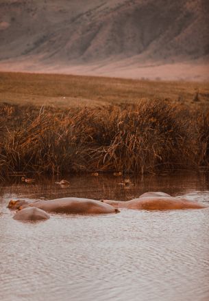 Ngorongoro Crater, Tanzania, behemoths Wallpaper 1640x2360