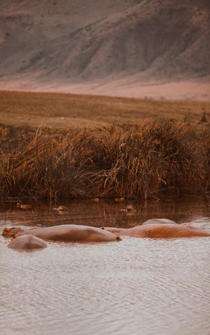 Ngorongoro Crater, Tanzania, behemoths Wallpaper 1752x2800