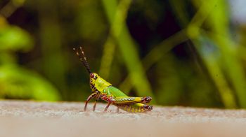 insect, grasshopper Wallpaper 1920x1080