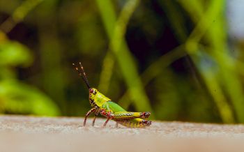 insect, grasshopper Wallpaper 2560x1600