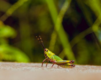 insect, grasshopper Wallpaper 1280x1024