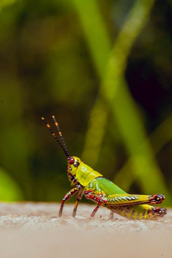 insect, grasshopper Wallpaper 640x960