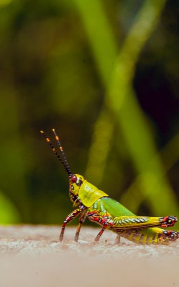 insect, grasshopper Wallpaper 800x1280