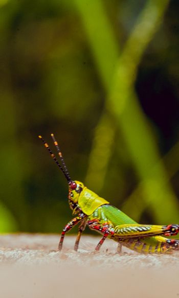 insect, grasshopper Wallpaper 1200x2000