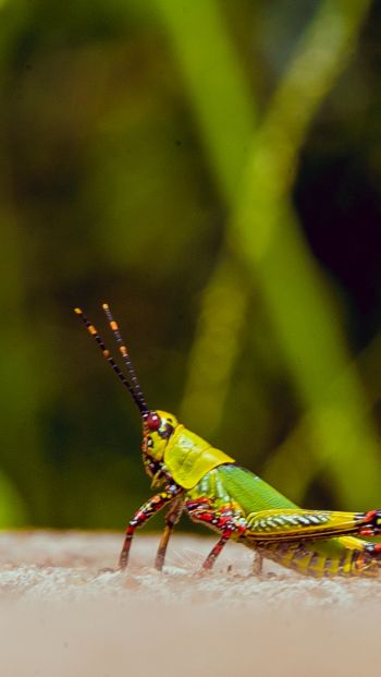 insect, grasshopper Wallpaper 640x1136