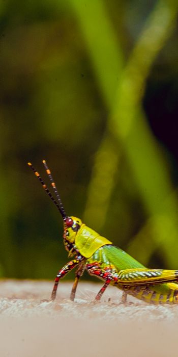 insect, grasshopper Wallpaper 720x1440