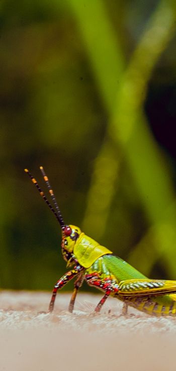 insect, grasshopper Wallpaper 720x1520