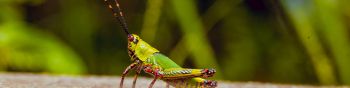 insect, grasshopper Wallpaper 1590x400