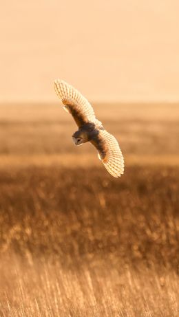 Parkgate, Neston, Great Britain Wallpaper 640x1136