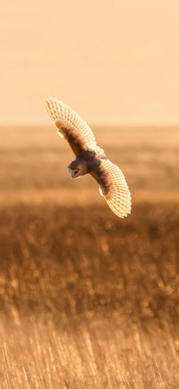 Parkgate, Neston, Great Britain Wallpaper 1080x2340