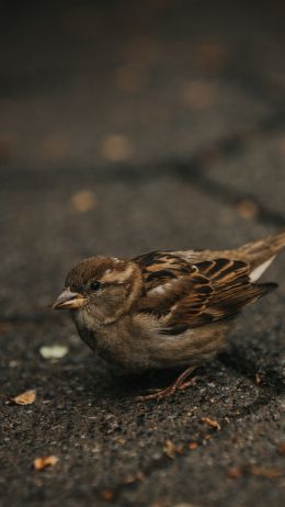 sparrow, in the city Wallpaper 1080x1920