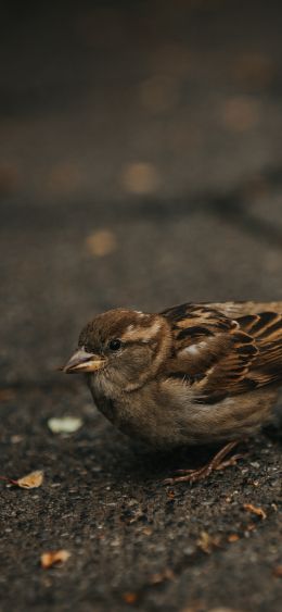 sparrow, in the city Wallpaper 1080x2340