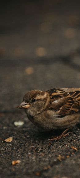 sparrow, in the city Wallpaper 720x1600