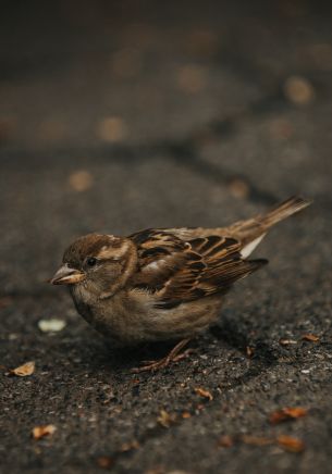 sparrow, in the city Wallpaper 1668x2388