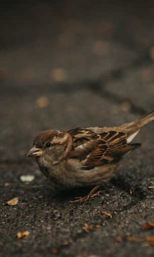 sparrow, in the city Wallpaper 1200x2000