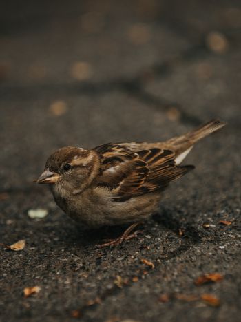 sparrow, in the city Wallpaper 2048x2732