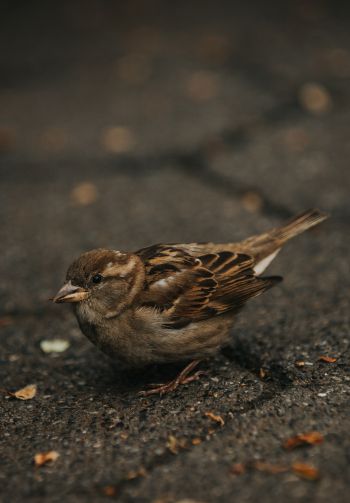 sparrow, in the city Wallpaper 1640x2360