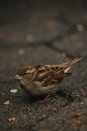 sparrow, in the city Wallpaper 640x960