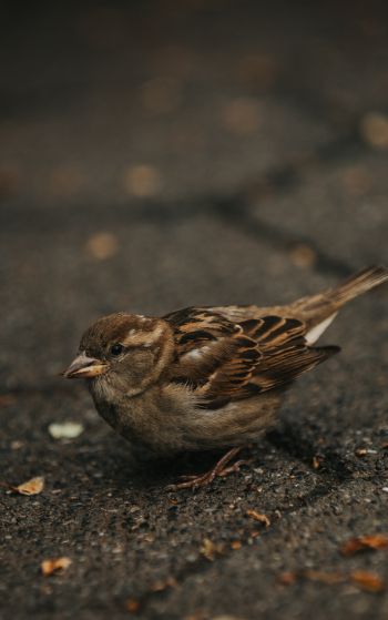 sparrow, in the city Wallpaper 1752x2800