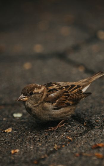 sparrow, in the city Wallpaper 1200x1920