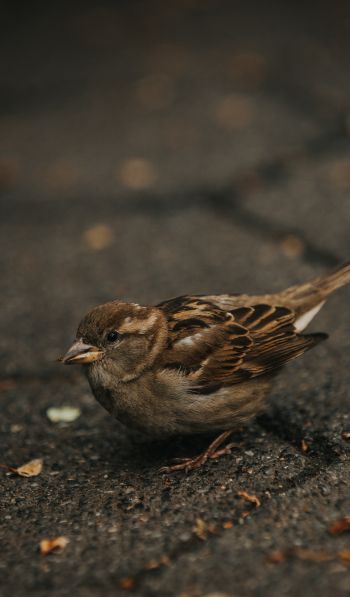 sparrow, in the city Wallpaper 600x1024