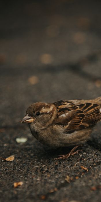 sparrow, in the city Wallpaper 720x1440