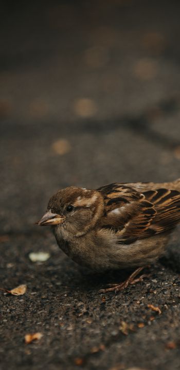 sparrow, in the city Wallpaper 1080x2220