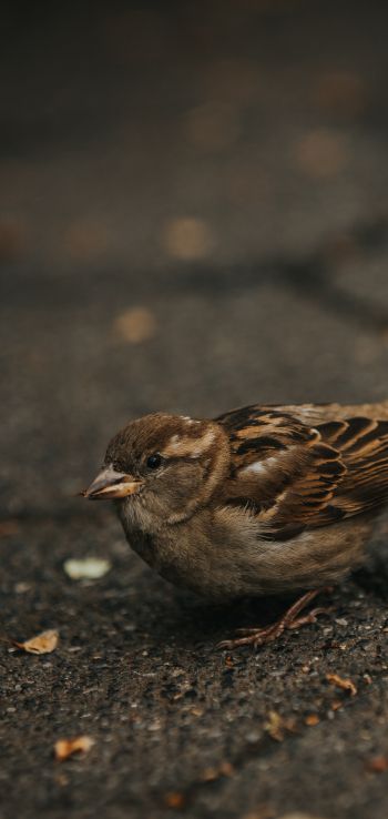 sparrow, in the city Wallpaper 1440x3040