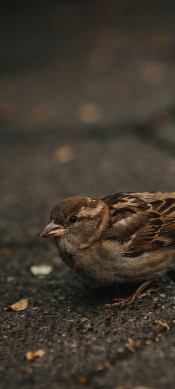 sparrow, in the city Wallpaper 1080x2400