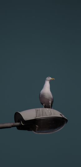 seagull, city Wallpaper 1440x2960