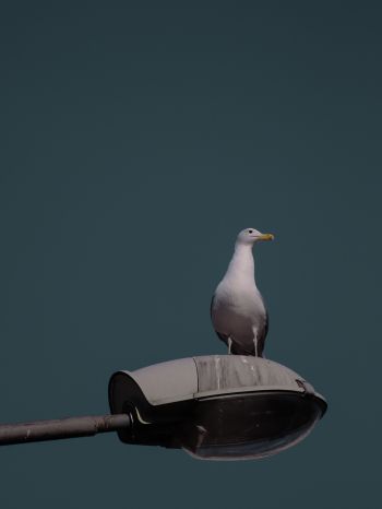 seagull, city Wallpaper 1668x2224
