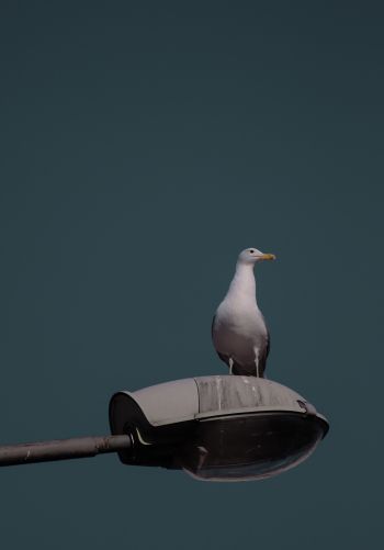 seagull, city Wallpaper 1668x2388