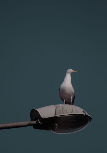 seagull, city Wallpaper 1640x2360