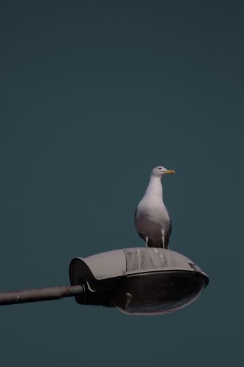 seagull, city Wallpaper 640x960