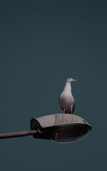 seagull, city Wallpaper 1600x2560
