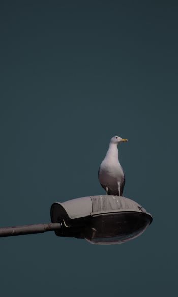 seagull, city Wallpaper 1200x2000