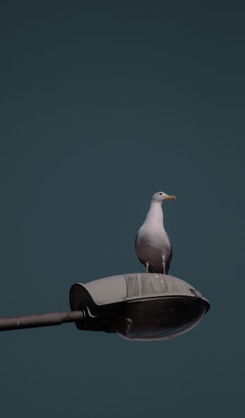seagull, city Wallpaper 600x1024