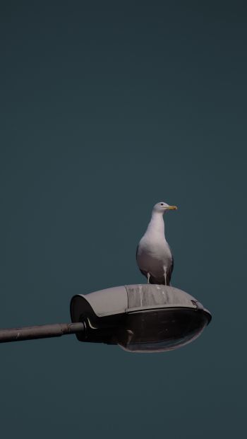 seagull, city Wallpaper 640x1136