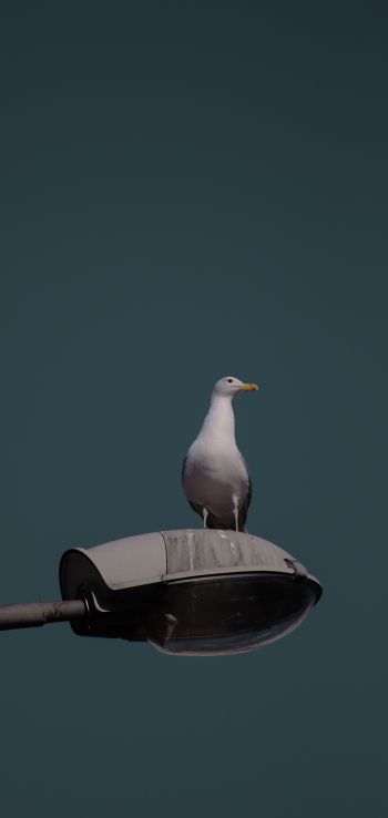 seagull, city Wallpaper 1080x2280