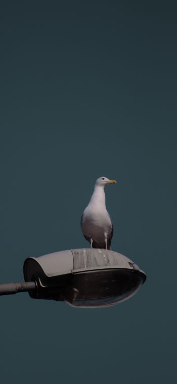 seagull, city Wallpaper 1284x2778