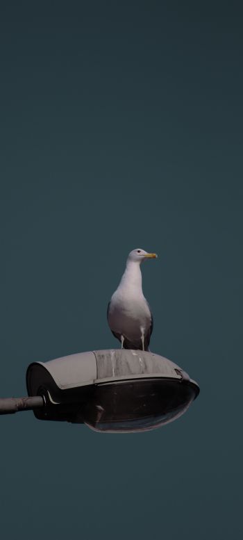 seagull, city Wallpaper 1080x2400