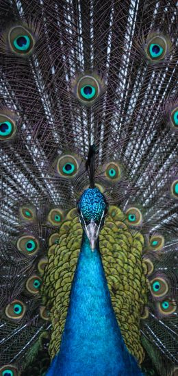male peacock Wallpaper 720x1520